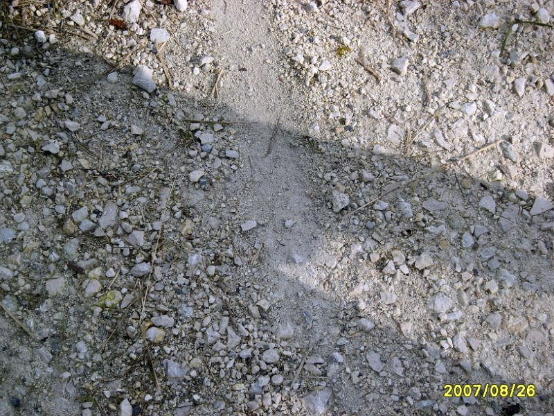 S8000887